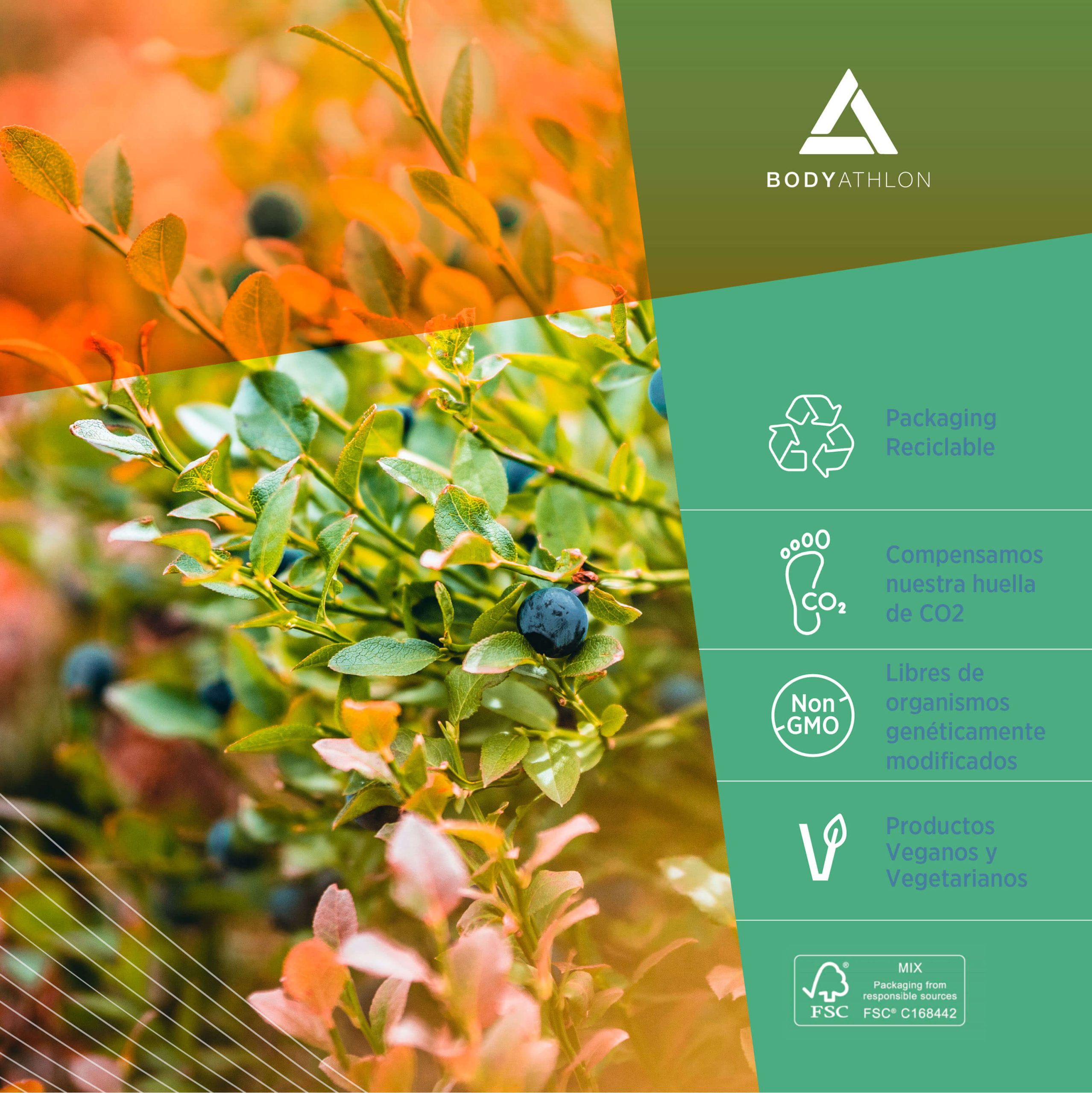 creatina-monohidrato-240-comprimidos-ES60012-bodyathlon-07 creatina monohidrato pura 240 comprimidos bodyathlon